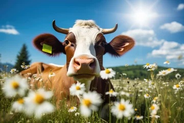 Ingelijste posters Cute cow on the meadow with daisies © Kien