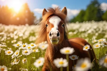 Keuken foto achterwand Lama Cute horse on the meadow with daisies