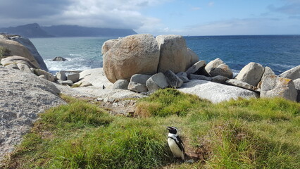 south africa pinguine beach
