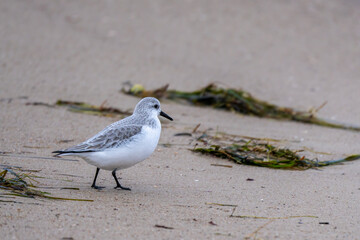 ein Strandläufer läuft über den Strand 