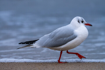 eine Möwe läuft über den Strand