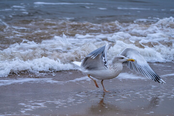 eine Möwe startet aus dem Wasser