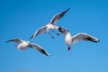 Möwen in der fliegen vor blauem Himmel