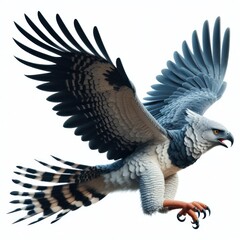 Harpy Eagle, 鹰, हार्पी ईगल, aguila harpia, Harpie, نسر هاربي,...