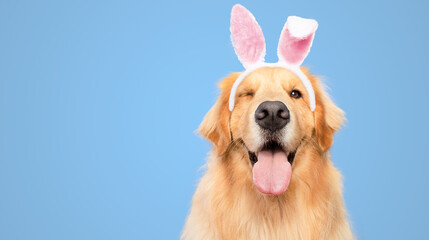 Happy smiling golden retriever dog blinking eye blue background studio shot easter bunny ear rabbit