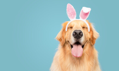 Golden Retriever happy smiling with closed eyes blue background  bunny dressed ears rabbit easter...