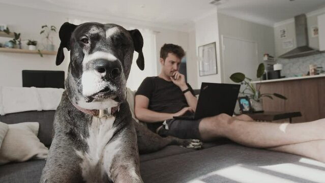 Portrait of a big Great Dane dog looking at camera with its owner, a young man with moustache engrossed in laptop work on the defocused sofa backdrop in the cozy living room setting of a home