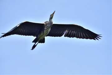 A gray heron flies over a pond in the park