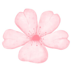 Fototapeta na wymiar pink Sakura flowers 