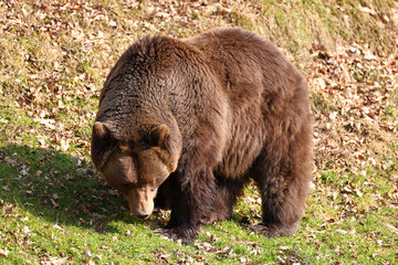 single grizzly bear on a grass