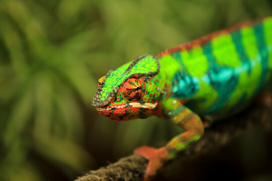 potrait image of a colorful chameleon