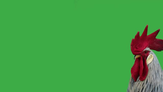 singing rooster on a green screen