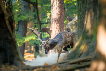 Obraz premium Male fallow deer (Dama dama) during rut in autumn