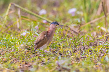 Yellow Bittern, beautiful  bird in the swamp.