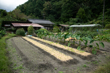 Vegetable patch in the countryside of the mountains of Kiso Valley in Japan.