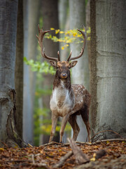 Male fallow deer (Dama dama) during rut in autumn