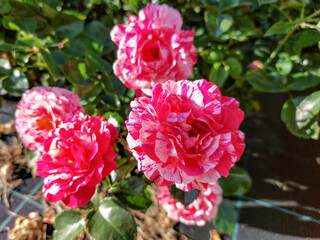 Floribunda rose 'Abracadabra' - flowering with striped floweros with blends of white, strong...