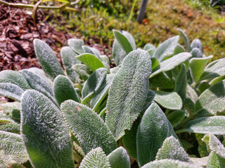 Lamb's ear (Stachys byzantina) 'Silver Carpet' growing with dense mat of grey-white, soft, woolly...