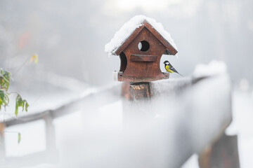 A great tit in nature. The animal is resting by a bird feeder in winter and snow