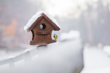A great tit in nature. The animal is resting by a bird feeder in winter and snow