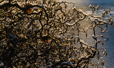 Corylus avellana, contorta, hazel branches with snow against ice background, selected focus.