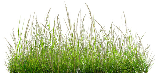 Obraz premium green grass isolated on white, The grass is green, outdoors on a white, natural background, the surface of the grass.