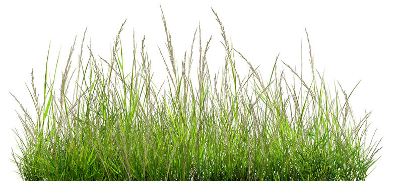 Green Grass Isolated On White, The Grass Is Green, Outdoors On A White, Natural Background, The Surface Of The Grass.