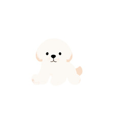 cute baby puppy , dog