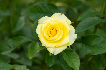 beautiful single yellow rose fragrant flowers blooming in botany garden with green leaves. scent of fresh smell