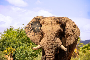 Wild african animal. Close up of the African Bush Elephant in the grassland on a sunny day.