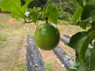 Young passion fruit looks fresh