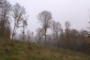 morning in the forest