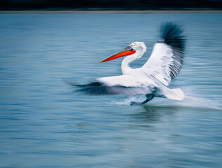 white pelican in flight with intentional motion blur