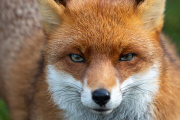 Close-up of a Red Fox Face