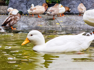 group of animal feather wing wild white  duck swimming on the water and eating food . group Duck swimming in the clear swamp water