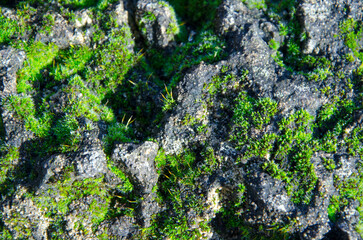 Green moss on gray rock , macro photography, background