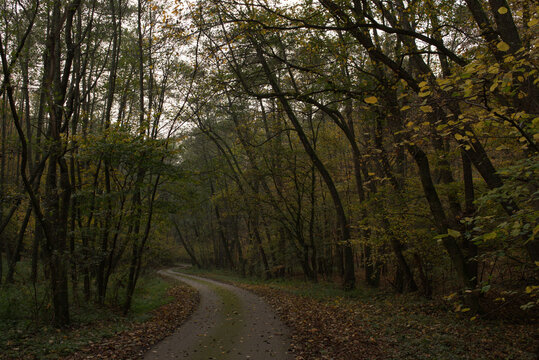 road in the forest