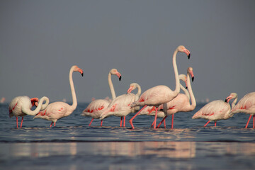 Wild african birds. Group birds of pink african flamingos  walking around the blue lagoon on a...