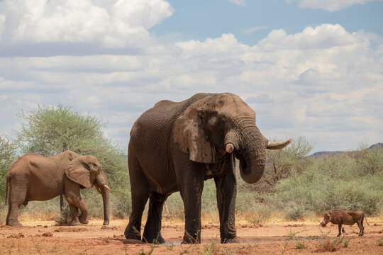 Wild african animals. African Bush Elephants in the grassland on a sunny day.