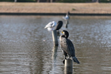 水元公園の景色　東京都葛飾区　View of Mizumoto Park Katsushika-ku, Tokyo