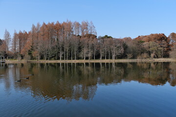 水元公園の景色　東京都葛飾区　View of Mizumoto Park Katsushika-ku, Tokyo