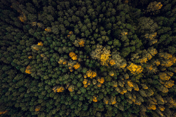 Top down drone shot of forest in autumn colors. River flowing through pine forest. Vibrant ...