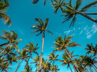 Fototapeta na wymiar The Palm trees of Miami Beach