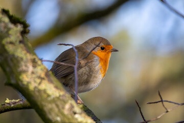 Robin - Erithacus rubecula, standing on a branch
