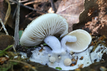 Powdery piggyback, Asterophora lycoperdoides, parasitic fungus growing on a brittlegill mushroom in Finland - obrazy, fototapety, plakaty