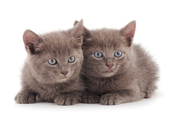 Two small gray kitten.