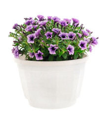 Bouquet of flowers petunia in a pot.