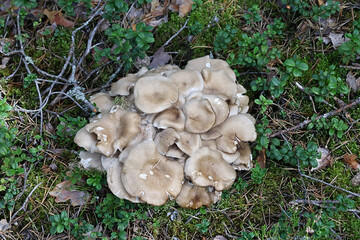 Lyophyllum fumosum, sometimes called the fried chicken mushroom, wild fungus from Finland