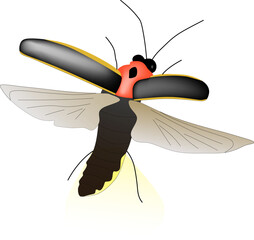 Flying Firefly Vector Illustration Graphic 