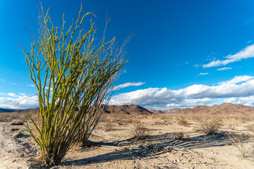 Ocotillo plant (Fouquieria splendens) in the desert of Arizona, USA